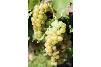 vino